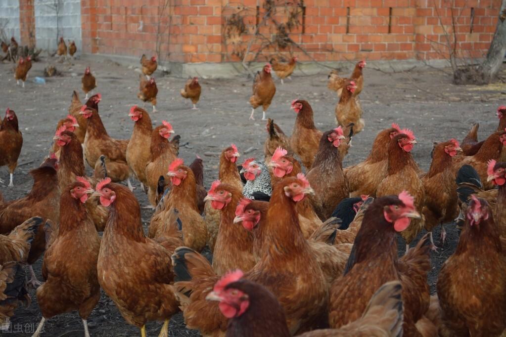 全國今日肉雞價格行情一覽,最新價格概覽與行情分析