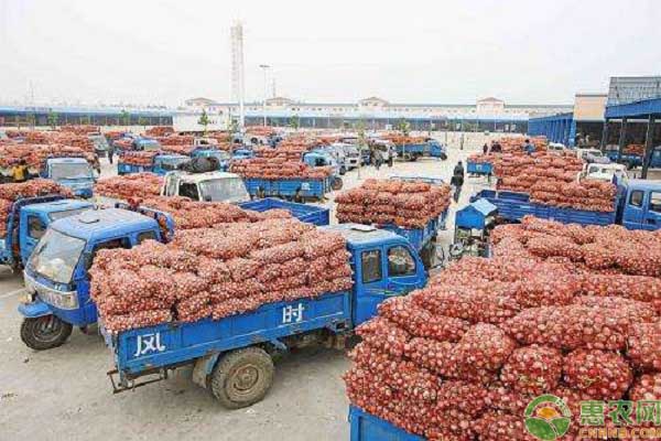 開封大蒜最新行情,科技引領市場,大蒜產業迎來新篇章