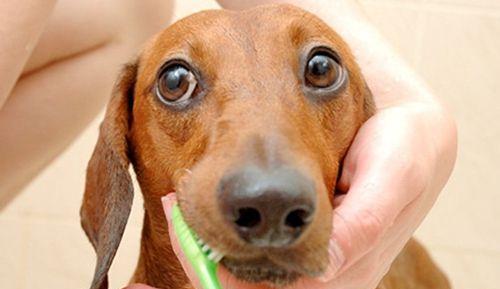 最新狗叫術揭秘,小巷深處的獨特犬語與隱藏小店探秘